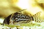 Aquarium Fishes Swartz's Cory Cat  Photo and characteristics