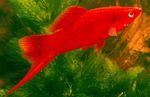 Photo Aquarium Fishes Swordtail characteristics