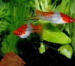 Photo Aquarium Fishes Swordtail characteristics