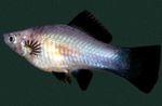 Akvaariokaloille Miekkapyrstö, Xiphophorus helleri Hopea kuva, tuntomerkit ja hoito, viljely ja ominaisuudet