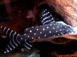 Synodontis Angelicus Catfish Spotted Photo, description and care, growing and characteristics