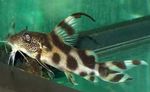 Freshwater Fish Photo Synodontis decorus 
