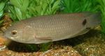 Tailspot bush fish, Ctenopoma kingsleyae Silver Photo, description and care, growing and characteristics