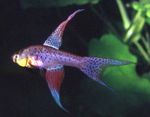 Photo Aquarium Fishes Terranatos characteristics