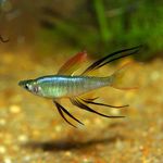 Threadfin Rainbowfish  Photo and characteristics