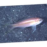 Aquarium Fishes Threadtail anthias.  Photo and characteristics