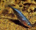 Aquarium Fishes Three-spined Stickleback  Photo and characteristics