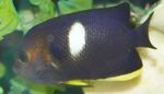  Tibicen Angelfish, Keyhole Angelfish  Photo and characteristics