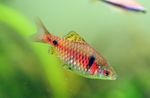 Photo Aquarium Fishes Ticto Barb characteristics