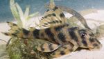 снимка Аквариумни риби Тигър-Лентови Peckoltia характеристики