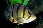 Aquarium Fishes Tiger perch  Photo and characteristics