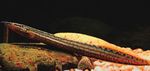 Aquarium Fishes Tire Track Eel  Photo and characteristics