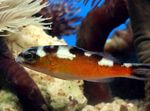Aquarium Fishes Tobacco Basslet  Photo and characteristics