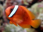  Tomato Clownfish  Photo and characteristics