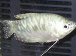 Aquarium Fishes Trichogaster trichopterus trichopterus  Photo and characteristics