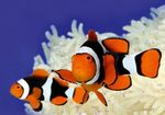  True Percula Clownfish  Photo and characteristics