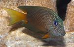 Photo Aquarium Fishes Two Spot Bristletooth Tang characteristics