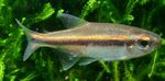fotoğraf Akvaryum Balıkları Vilmas Tetra özellikleri