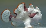  Warty frogfish (Clown frogfish)  Photo and characteristics