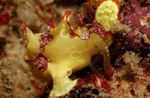 Warty frogfish (Clown frogfish), Antennarius maculatus Spotted Photo, description and care, growing and characteristics