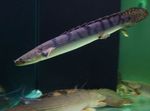Aquarium Fishes Weeksii Bichir  Photo and characteristics