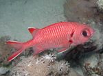  White-edged (Blotcheye Soldierfish)  Photo and characteristics