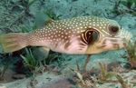 Aquarium Fishes White-spotted Puffer  Photo and characteristics