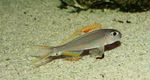 Акваріумні рибки Ксенотіляпія Нігролабіата  Фото і характеристика