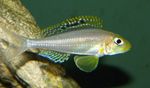 Photo Aquarium Fishes Xenotilapia papilio characteristics