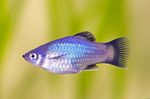 Aquarium Fishes Xiphophorus maculatus  Photo and characteristics