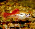 Photo Aquarium Fishes Xiphophorus maculatus characteristics