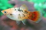 フォト 水族館の魚 Xiphophorus Maculatus 特性