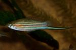снимка Аквариумни риби Xiphophorus Mayae характеристики