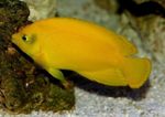 Photo  Yellow Angelfish characteristics