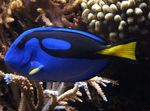Photo Aquarium Fishes Yellow Belly Regal Blue Tang characteristics
