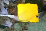  Yellow Longnose Butterflyfish  Photo and characteristics