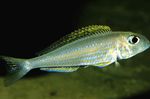saldūdens zivis Foto Dzeltenā Smilts Cichlid 