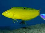 Aquarium Fishes Yellow wrasse, Golden wrasse, Canary wrasse  Photo and characteristics