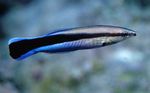 Marine Fish (Sea Water) Photo Yellowtail tubelip 