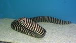 Aquarium Fishes Zebra Moray Eel  Photo and characteristics