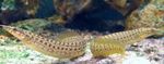 Aquarium Fishes Zig Zag Yellow Tail Eel  Photo and characteristics