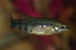 観賞魚 Zoogoneticus スポッティング フォト, 説明 と ケア, 成長 と 特性