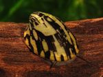 Aquarium Freshwater Clam Abalone Snail, Septaria porcellana black Photo, description and care, growing and characteristics