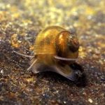 Ferskvatns Skelfiskur kúlulaga spíral European Straumi Valvata mynd, einkenni