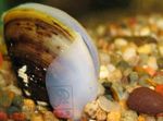 Aquarium Freshwater Clam, Corbicula fluminea beige Photo, description and care, growing and characteristics