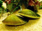 Aquarium Freshwater Clam, Corbicula fluminea green Photo, description and care, growing and characteristics