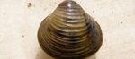 Foto Ferskvand Musling clam shell egenskaber