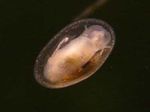 Слатководна Шкољка цлам шкољка Freshwater Limpet фотографија, карактеристике
