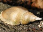 Freshwater Clam elongated spiral Great Pond Snail Photo, characteristics