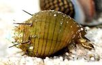 Слатководна Шкољка сферне спирала Hairly Snail фотографија, карактеристике